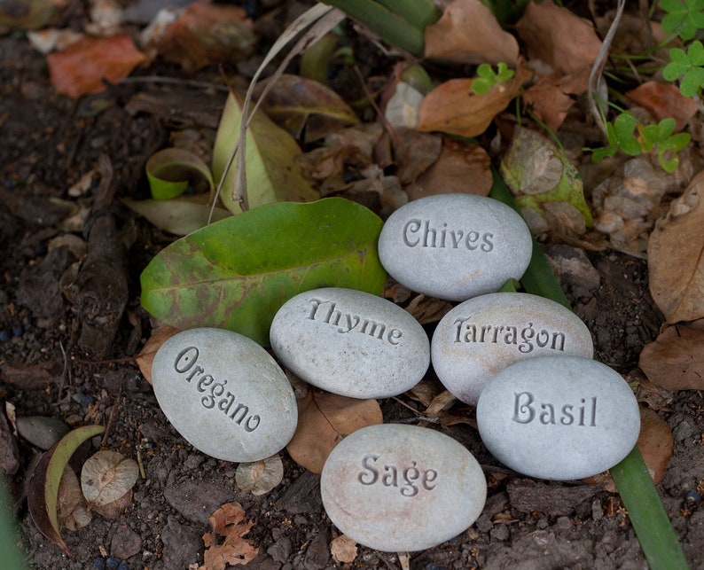 May include: Six gray stones with the names of herbs written on them: Chives, Thyme, Tarragon, Basil, Sage, and Oregano. The stones are on a bed of brown dirt and green leaves.