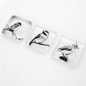 May include: Three square glass tiles with black and white images of birds. Each tile features a different bird species.