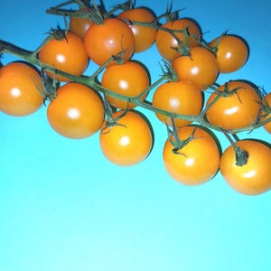 Golden Cherry Tomato Seeds