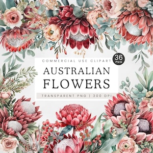Australian Floral Clipart, Watercolor Protea & Waratah Clip Art, Dusty Pink Red Sage Green Eucalyptus PNG, Wedding Bouquet, Border, Wreath