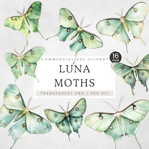Luna Motte Clipart, Vintage Motte Illustration, Aquarell Pastell Luna Motte PNG, Insekt Clip Art, Boho Mystisch spirituelles digitales Design