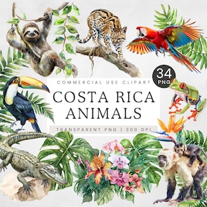Costa Rica Animals PNG Clip Art, Rainforest Animals Clipart, Sloth, Macaw and Jungle Panther, Tropical Wildlife Graphics Sublimation