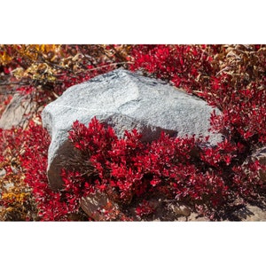 Könnte beinhalten: Ein großer, grauer Felsen ist von leuchtend rotem Laub umgeben. Die Blätter der Pflanzen sind ein tiefes, sattes Rot und bilden einen auffälligen Kontrast zum Felsen. Die Szene spielt sich im Freien ab, mit Andeutungen anderer Pflanzen im Hintergrund.