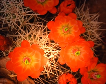 Lámpara de noche con forma de flor de cactus roja: Steele Photography, arte en vidrio de 10 x 10 cm
