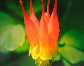Lámpara de noche con flor de aguileña roja: Steele Photography (vidrio 4x4)