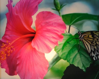 Lámpara de noche con forma de mariposa de hibisco: Steele Photography, vidrio de 4"