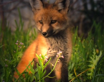 Lámpara de noche de cachorro de zorro: Arte de vidrio de 4" de Steele Photography