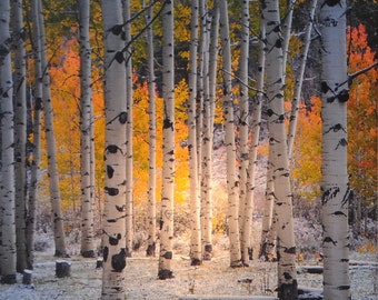 Aspen Grove Glow Night Light from the signature photography line of Steele Photography. Taken in Pitkin,  Colorado.