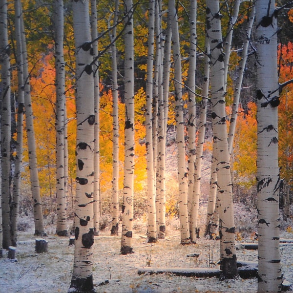 Aspen Grove Glow Night Light from the signature photography line of Steele Photography. Taken in Pitkin,  Colorado.