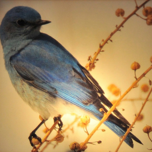 Mountain Blue Bird Night Light from the signature photography line of Steele Photography. Taken at Coal Creek, , Colorado.