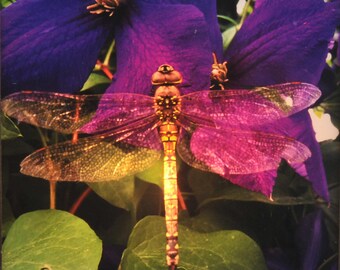 Dragon Fly Night Light