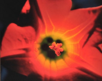 Luz nocturna de flor de trompeta de ángel rojo: Fotografía del parque Golden Gate