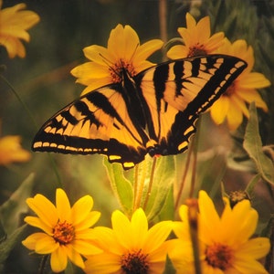 Butterfly Night Light from the signature photography line of Steele Photography. Taken in Eldorado Canyon, Colorado
