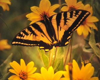 Luz nocturna de mariposa: Fotografía en Eldorado Canyon, vidrio 4x4