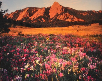 Luz nocturna del campo de flores de Boulder Flatirons: Fotografía de Colorado