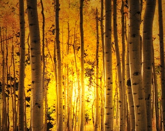 Lámpara de noche Aspen Grove de la línea de fotografía exclusiva de Steele Photography. Tomada en Aspen, Colorado.