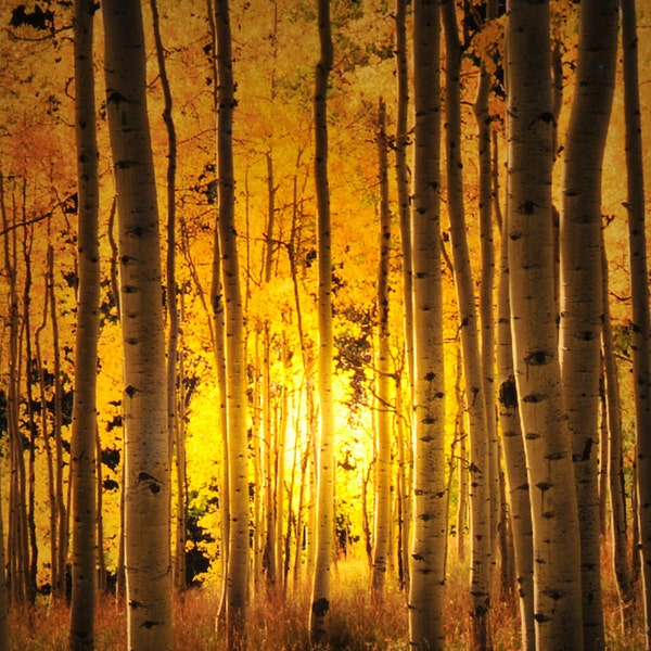 Aspen Grove Night Light from the signature photography line of Steele Photography. Taken in Aspen,  Colorado.