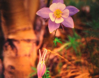 Luz nocturna de flor de aguileña: Steele Photography, Colorado Wilderness