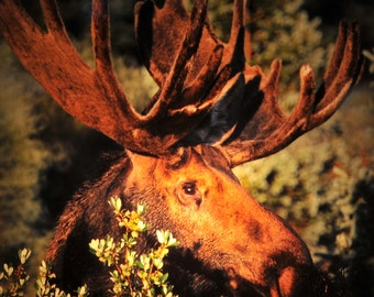 Lámpara de noche de alce: Fotografía de Colorado, vidrio y cobre (4x4)