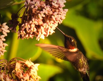 Ruby Throat Hummingbird de la línea de fotografía exclusiva de Steele Photography. Tomada en el norte de Minnesota
