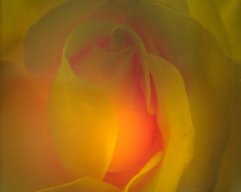 Yellow Rose Night Light from the Steele Photography collection.