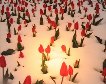 Tulipanes de nieve: luz nocturna: Steele Photography, Colorado