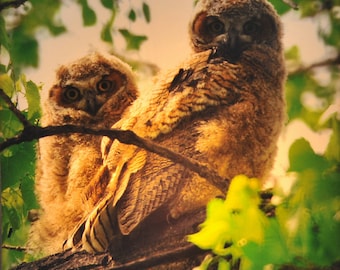 Lámpara de noche con búho cornudo de la línea de fotografía exclusiva de Steele Photography. Tomada en Louisville, Colorado