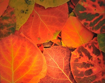 Lámpara de noche con forma de hoja de álamo: Fotografía de Colorado, vidrio de 4"