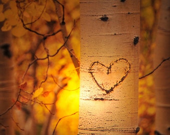 Luz nocturna Heart Grove: Fotografía de Colorado, opción personalizada
