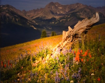 Luz nocturna de montaña con flores silvestres: Fotografía de Colorado (vidrio 4x4)