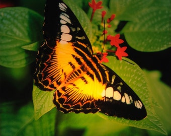 Lámpara de noche del pabellón de las mariposas: Steele Photography Art (vidrio de 4x4)