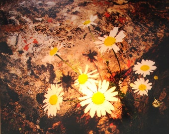 Luz nocturna para fotografía de margaritas y líquenes: vidrio artístico de Colorado (4x4)