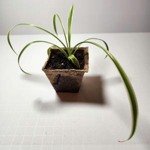 Variegated Spider Plant -Chlorophytum comosum 'Vittatum'