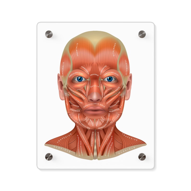 Male Facial Muscles Acrylic Wall Art Panel, Doctor Office Wall Decor ...