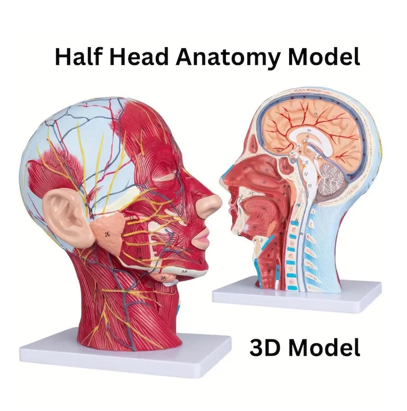 3D Human Head Medical Anatomy Skull With Muscle Neurovascular Model ...
