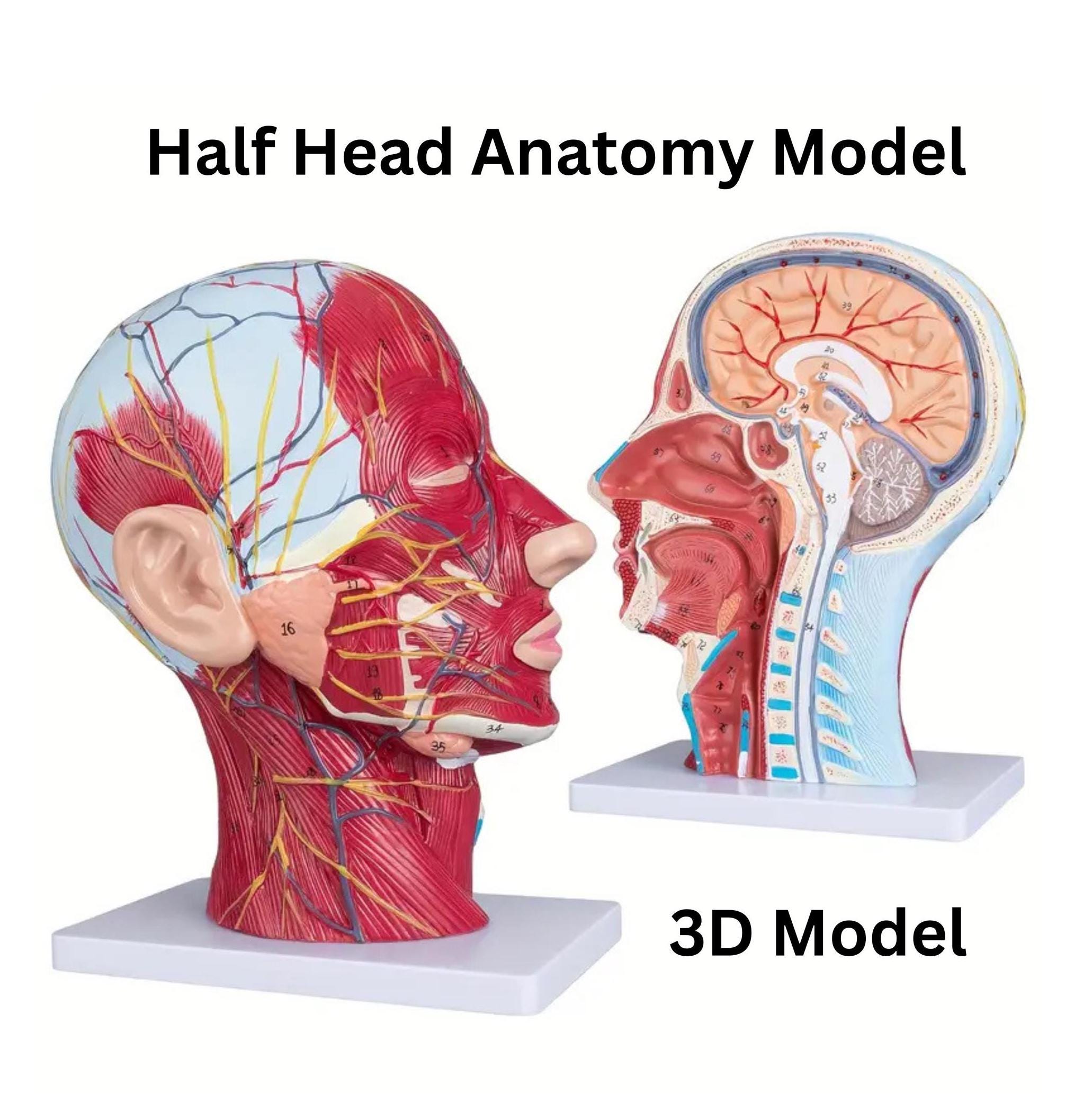 3D Human Head Medical Anatomy Skull with Muscle Neurovascular Model, Cosmetic Facial Nerve Microplasty Educational Model