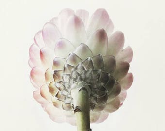 Protea; fine art photography, modern, wall art, floral photography, floral, art, photo, botanical, pink floral by F2images