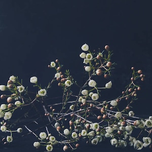 Waxflowers; fine art photography, modern art, wall art, she shed art, floral photography, floral, art, photo, dark floral, by F2images