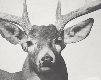 8x12 Buck; deer, wildlife art, fine art photography, hunting art, cabin art, modern art, wall art,  she shed art, by F2images