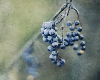 8x8 Grapes