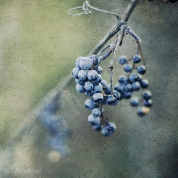 8x8 Grapes