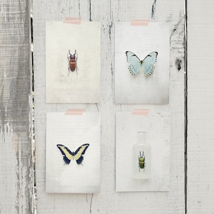 Insect Study 2 Postcard Set