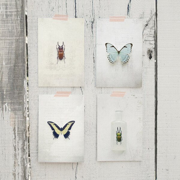 Insect Study 2 Postcard Set