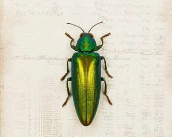 5x7 Emerald Beetle