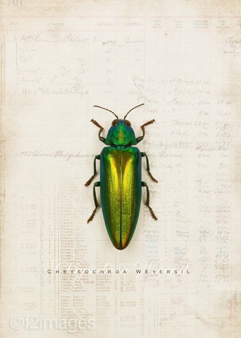 5x7 Emerald Beetle image 1