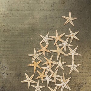 Enjambre de estrellas de mar; fotografía de bellas artes, arte moderno, arte de pared, ella derúllaba arte, pez estrella, casa de playa, arte costero, arte de la casa del lago, por F2images