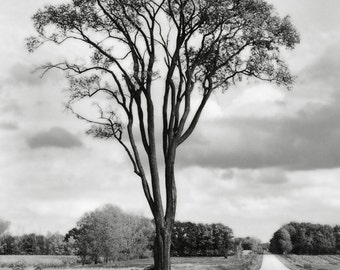 8x12 Lone Tree