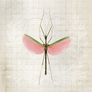 8x12 Pink Walking Stick