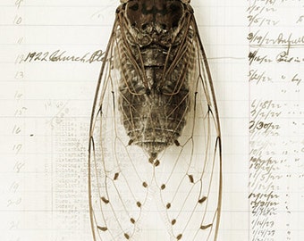 5x10 Cicada