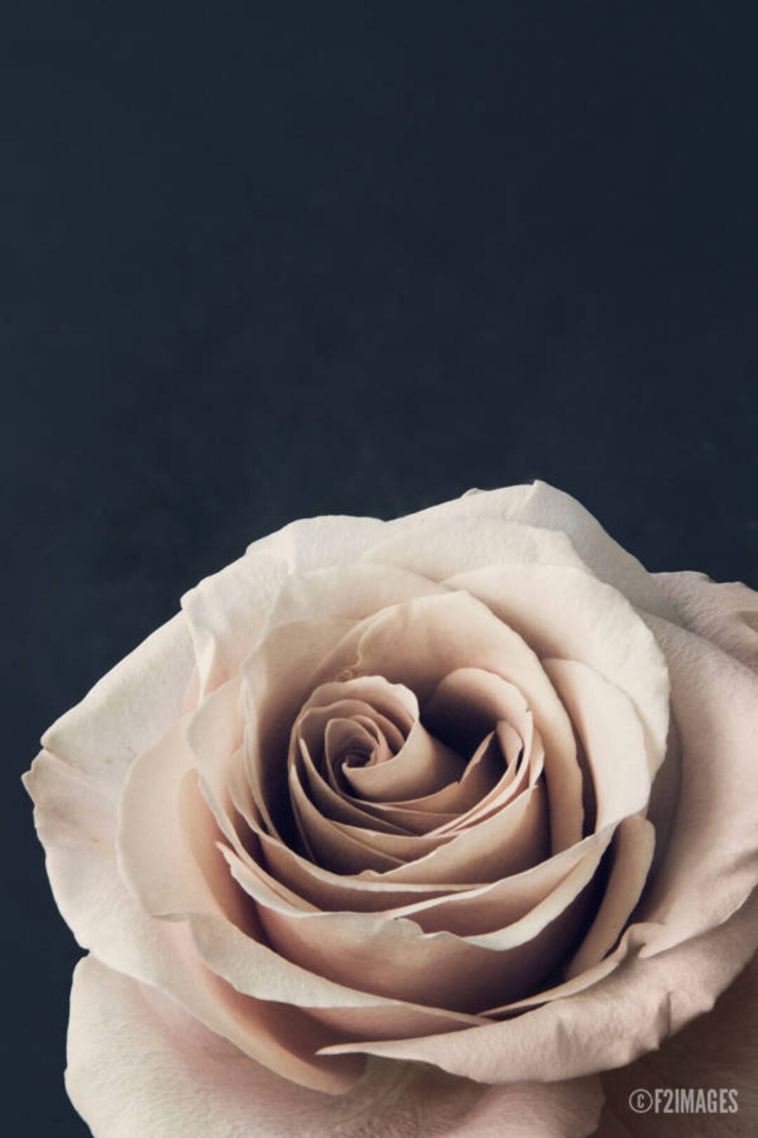 Nude Color Roses Nude Rose; Fine Art Photography, Modern, Wall Art, Floral Photography ...